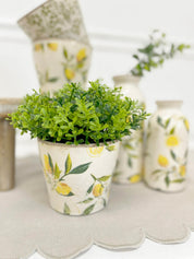 Lemon Planter